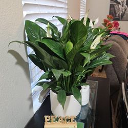 6"spath (Peace Lily)
