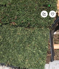 St Augustine Grass -Fresh Sod
