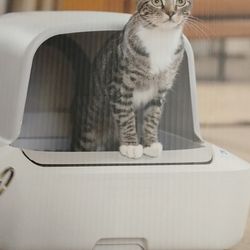 Scoop Free Self Cleaning Litter Box