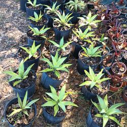 Agave attenuata