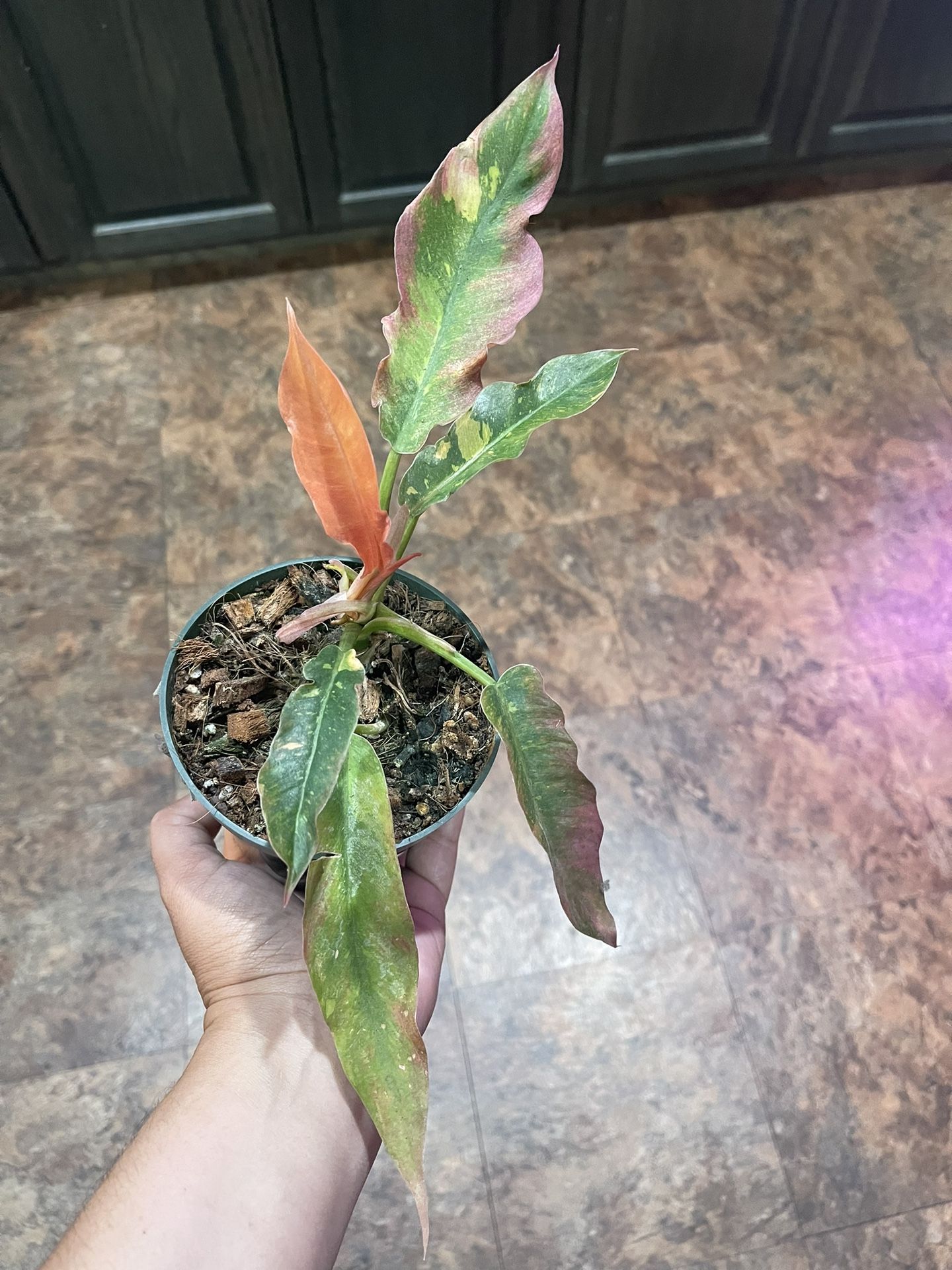 5” Philodendron Ring Of Fire Beautiful Variegation