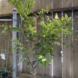 Lime Plant For Sale
