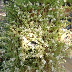 Sedum Succulent Filled Terra Cotta Pots