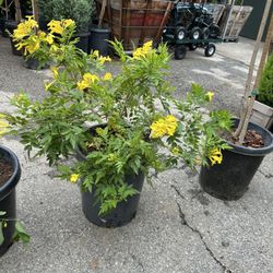 Esperanza gold star, Tecoma Stans, Planta Esperanza, diabética Tronadora, San Pedro, San Andrés 15gal size 