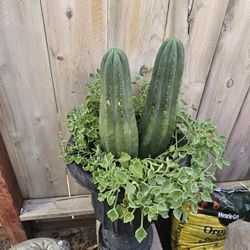 Thick San Pedro! 
