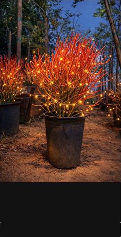 16-24” Beautiful Red Fire Stick Plant In A Pot, Pencil Plant Succulent Red Coral Plant succulent