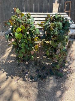 Philodendron Micans
