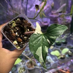 Syngonium Albo Baby