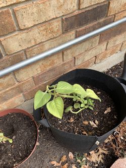 Plant For Sell