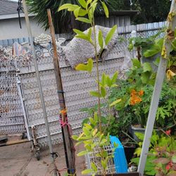 Big Tall Gandules Plant 