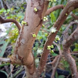 Jaboticaba mature (currently flowering)