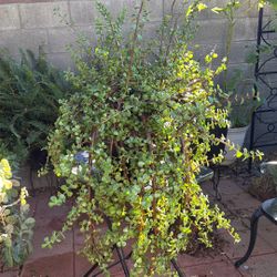 Elephant Succulent Plant  /planta de  la fortuna o Moneditas