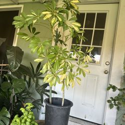 Umbrella Plant 