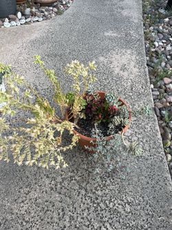 Assorted Succulents