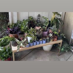 Huge Plants Sale! 