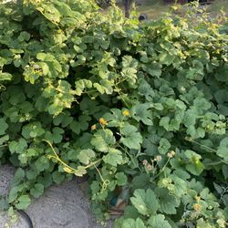 Organic Grape Leaves