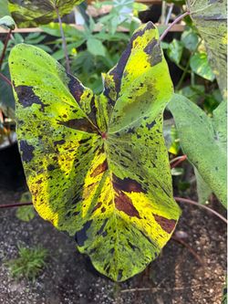 Colocasia Mojito