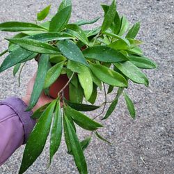 Hoya Pubicalyx Plant 6" Pot