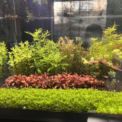 Fish tank freshwater aquarium plants Trimmings