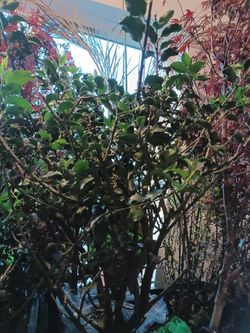 English Holly 5 gallon