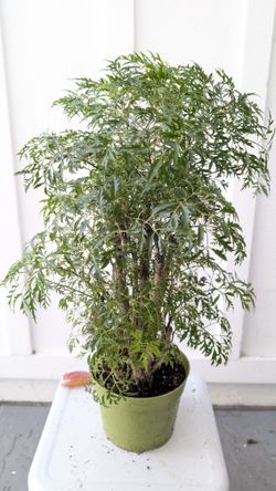 Aralia Ming Stump Plant 6" Pot - Indoor House Plants 