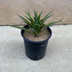 Agave Plant