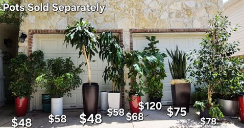 🌿 New Arrivals 🌿
🌿Humongous Lush Green ZZ Plants🌿 Hawaiian Pothos 🌿 Snake Plants 🌿 Allaudia Porcera African ocotillo Cactus 🌿 Draceana Trees