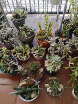 Assorted succulents and plants/ home decor