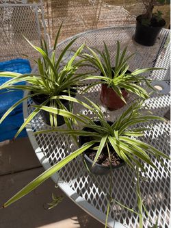 Ribbon Plant $12 all 3 plants