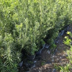 podocarpus  About  4 feet tall Instant Privacy Hedge For Fence 