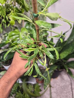 Hoya Tsangii Albo Marginata