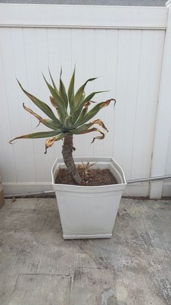 FREE 2 TREE & PLANT W/LARGE WHITE VINAL POTS