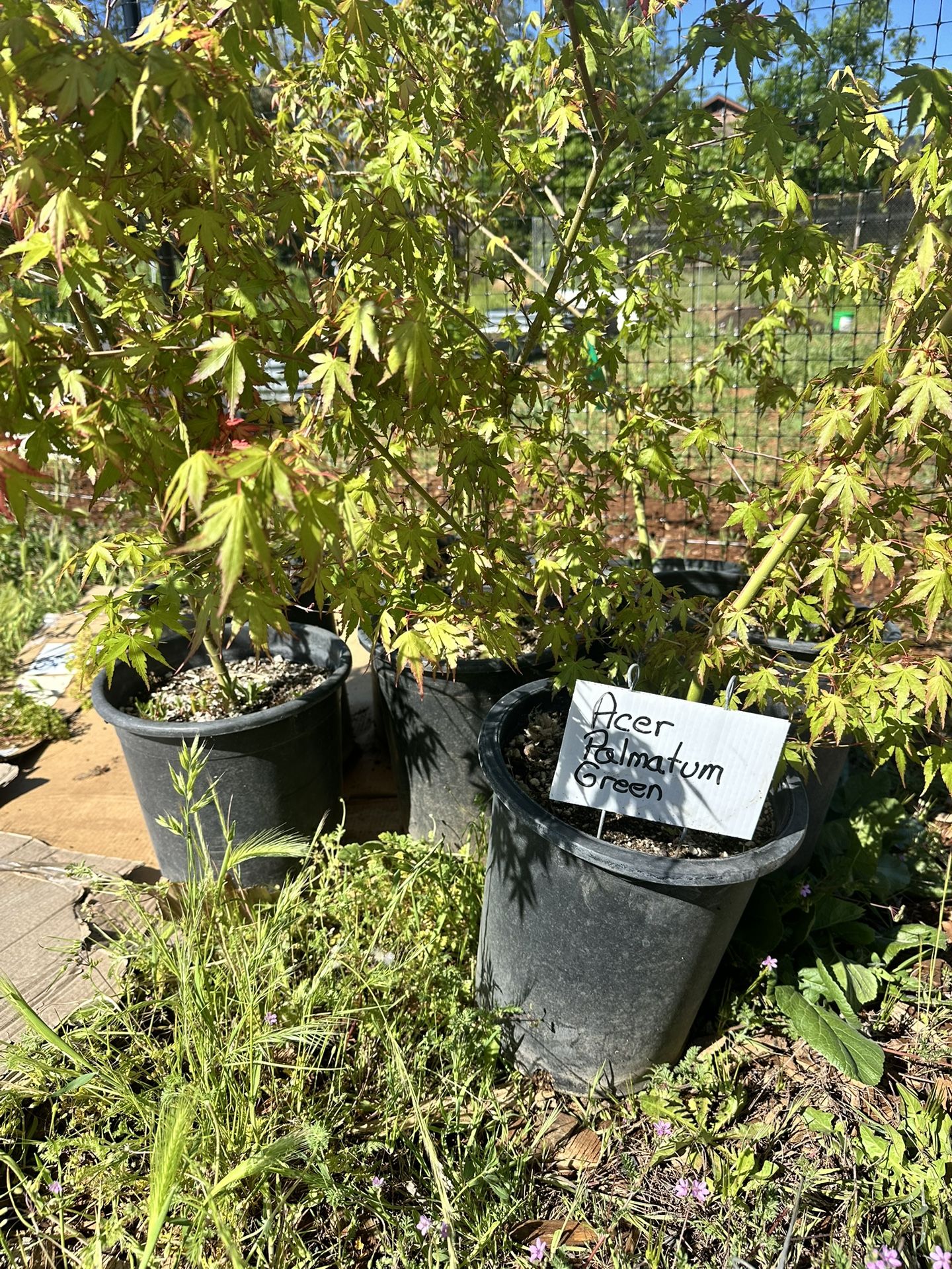 Plants