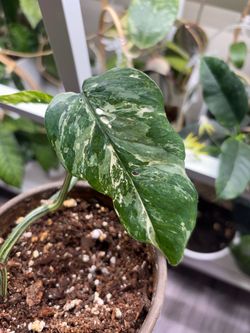 Epipremnum Pinnatum Albo