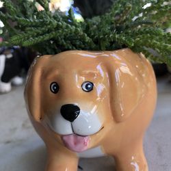 Golden Retriever Dog Succulent 