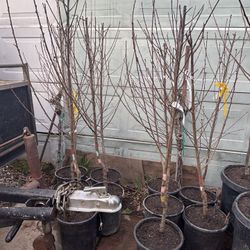 Arboles de Nectarine y Durazno Blanco