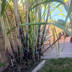 6 Dólares Cada Una Cuantas Kieren