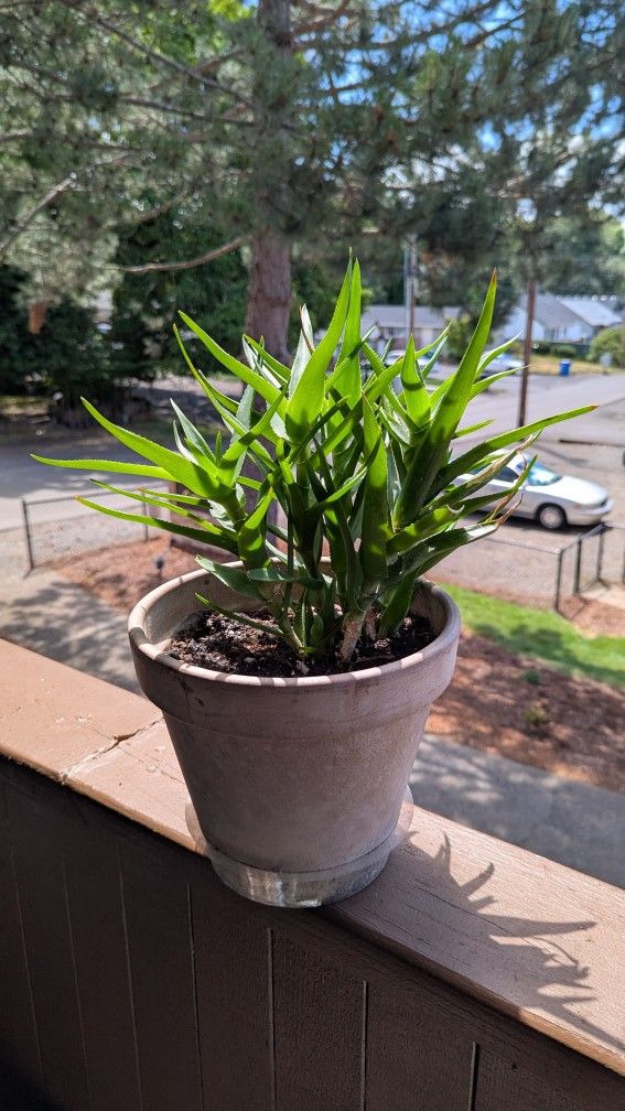 Climbing Aloe