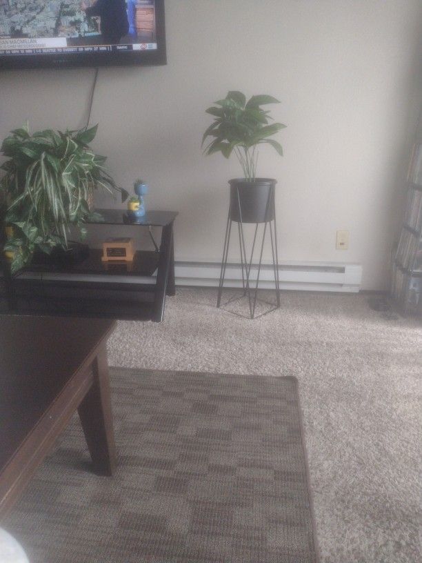 Brand New Plant With Stand
