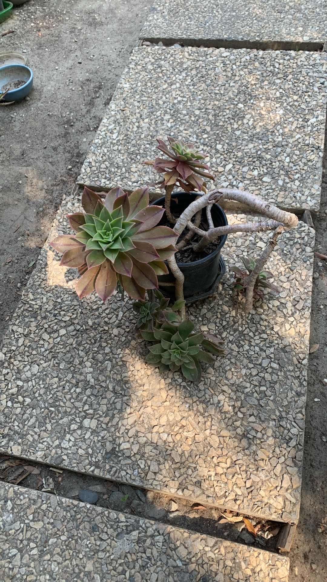 Beautiful Plant