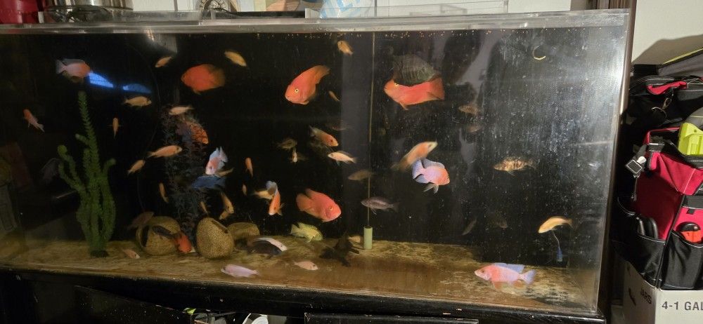 Aquarium 250 Gallons Acrylic