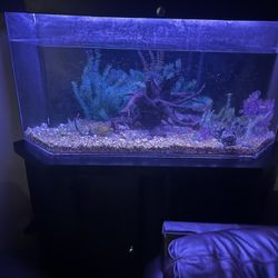125 Gallon Fish Tank 
