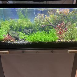 40 Gallon Planted Aquarium Fish tank Aquascape Very Well planted 