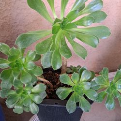 Bonita Planta Suculenta 