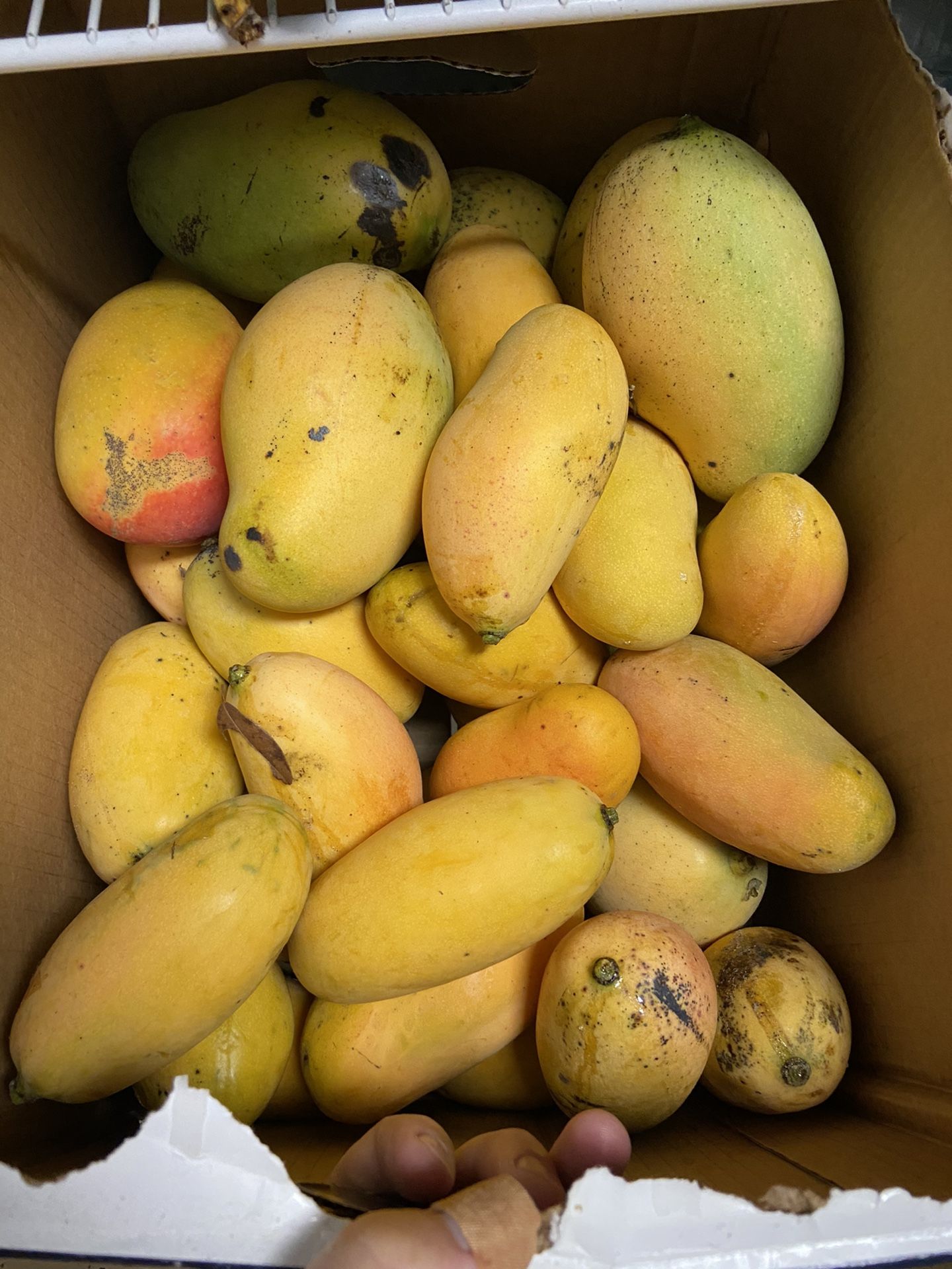 Mangos