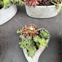 Succulent planters