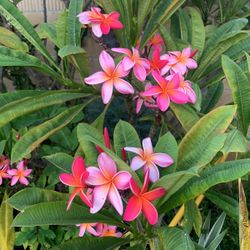 Plumeria Cuttings 1 To 2 feet Long $10 Each Piece