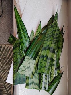 Snake plant/Sansevieria CUTTINGS