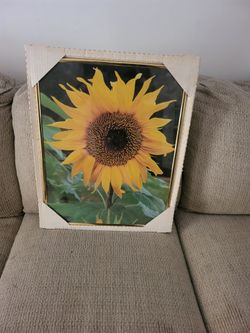 Framed Sunflower Photo Print