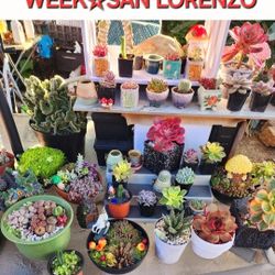 ALL THIS WEEK. BIG PLANT SALE IN SAN LORENZO SUCCULENT  SALE MESSAGE ME FOR APPT